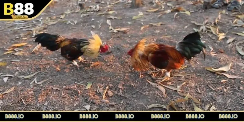 luat-da-ga-tre-ve-phan-hang